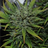 Auto Original AK Feminised seeds