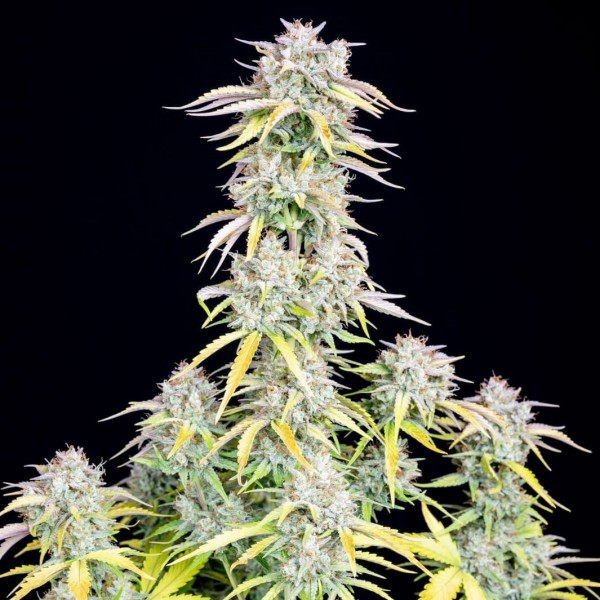 Auto Original Big Bud Feminised