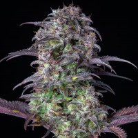 Auto Original Blueberry Feminised seeds