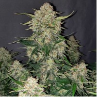 Auto Original Chemdawg Feminised seeds