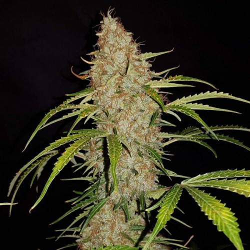 Насіння Auto Original Jack Herer Feminised Feminised