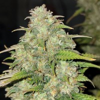 Auto Original Moby Dick Feminised seeds