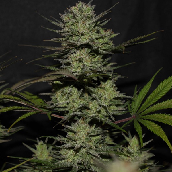 Насіння Auto Original Northern Lights Feminised