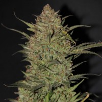 Auto Original OG Kush Feminised seeds