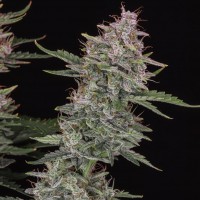 Auto Original Sour Diesel Feminised seeds