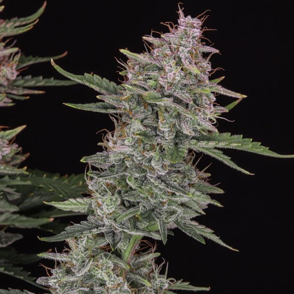 Auto Original Sour Diesel Feminised
