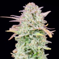 Auto Original Trainwreck Feminised