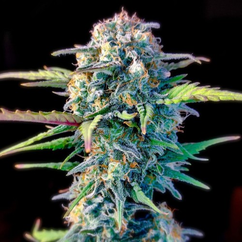 Auto Original White Widow Feminised seeds