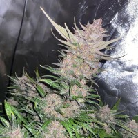 Насіння Auto Papaya Cookies Feminised
