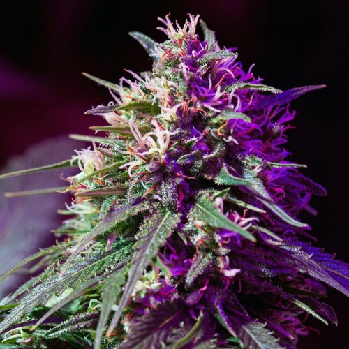 Auto Purple Haze Feminised seeds