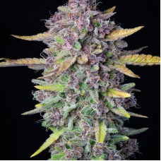 Auto Purple Punch Feminised