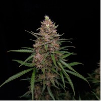 Насіння Auto Sour Jealousy Feminised