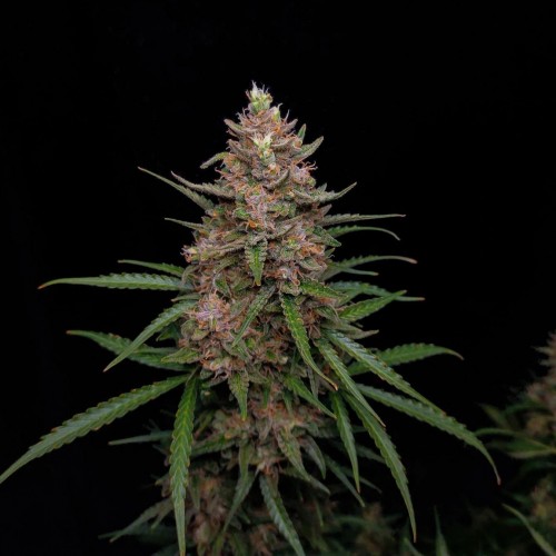 Auto Sour Jealousy Feminised seeds Auto Sour Jealousy Feminised seeds