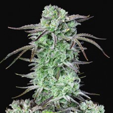 Auto Strawberry Banana Feminised