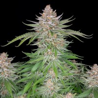 Auto Strawberry Pie Feminised seeds