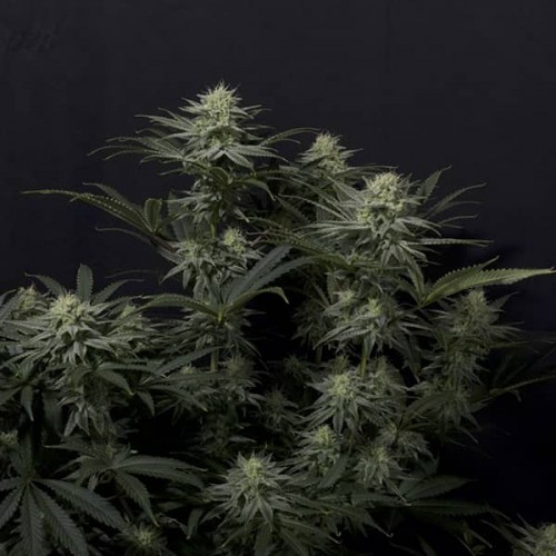 GG4 Sherbet Fast Flowering seeds