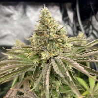 Насіння Gorilla Melon Feminised