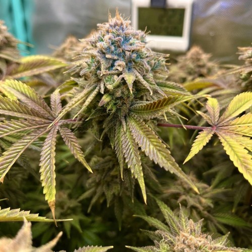 Lemon Mandarin Feminised seeds