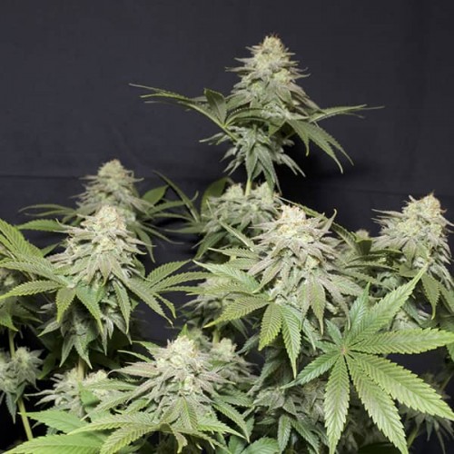 Насіння Orange Sherbet Fast Flowering