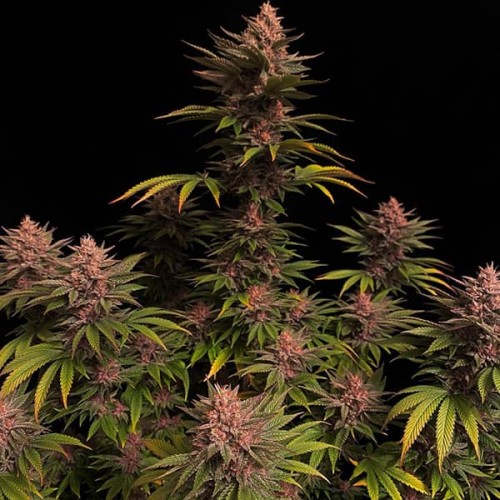 Насіння Purple Lemonade Fast Flowering