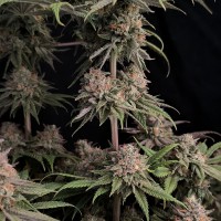 Насіння Rainbow Melon Feminised