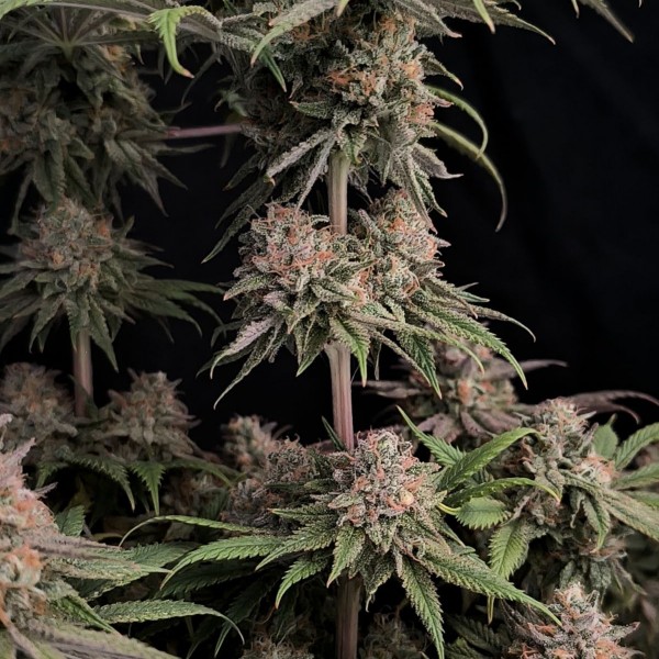 Насіння Rainbow Melon Feminised