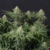 Насіння Weeding Cheesecake Fast Flowering