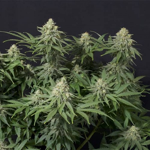 Насіння Weeding Cheesecake Fast Flowering