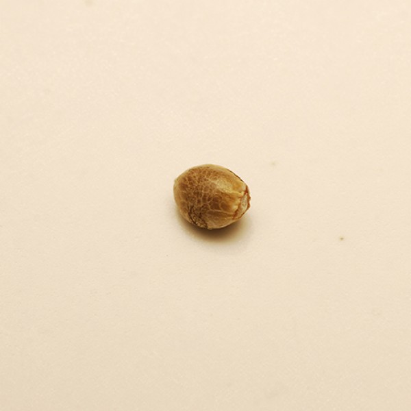 Насіння Auto CBD White Widow Feminised