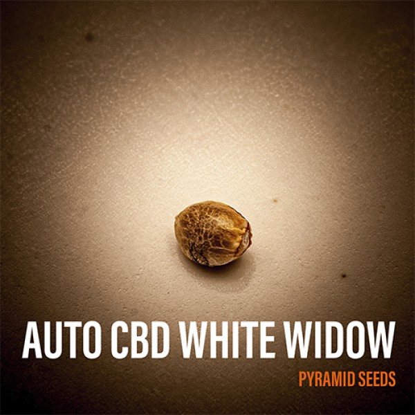 Насіння Auto CBD White Widow Feminised