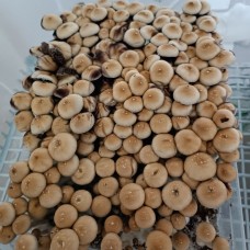 Спори грибів Thai