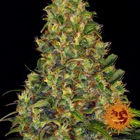 Auto Amnesia Haze Feminised