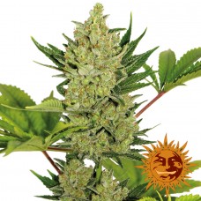 Auto Blue Cheese Feminised