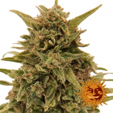 Насіння Blueberry OG Feminised