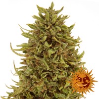 Насіння Auto Pineapple Express Feminised