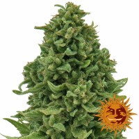 Auto Sweet Tooth Feminised