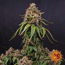 White Widow XXL Feminised