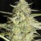 Насіння Auto Amnesia Platinum Feminised