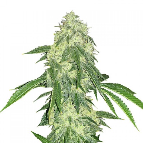 Насіння Auto Northern Lights Feminised