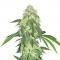 Насіння Auto Northern Lights Feminised