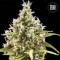 Насіння Auto Amnesia Haze Feminised