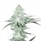 Насіння Auto Amnesia Haze Feminised