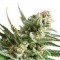 Насіння Auto Amnesia Haze Feminised