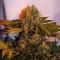 Насіння Auto Bigger Bud Feminised