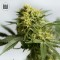 Насіння Auto Bigger Bud Feminised