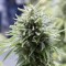 Насіння Auto OG Kush Feminised