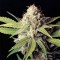 Насіння Auto OG Kush Feminised