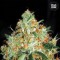 Насіння Auto Original Orange Bud Feminised