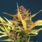 Насіння Auto Sour Diesel Feminised