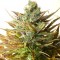 Насіння Auto Sour Diesel Feminised